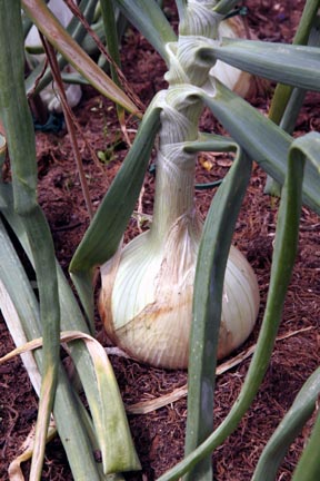 Enormous onion.JPG